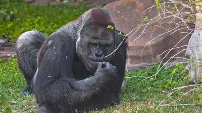 Горная горилла: они живут высоко в горах, и их осталось всего 1000 (12  фото) » Невседома