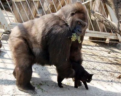 Ученые узнали, что гориллы могут различать человеческие голоса - Новости  Mail.ru