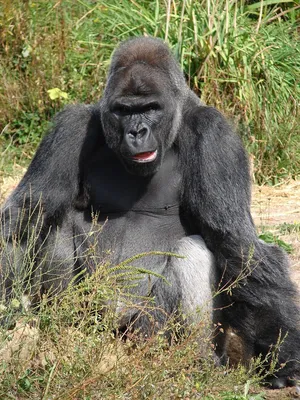 Западная горилла — Википедия