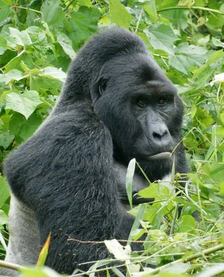 В США умерла самая старая горилла в мире - BBC News Русская служба