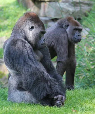 Африканские горные гориллы: угроза отступает | Курьер ЮНЕСКО