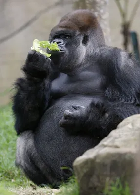 Две гориллы в рабочих комбинезонах …» — создано в Шедевруме