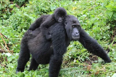 Лишившаяся детеныша горилла из германского зоопарка вновь стала мамой - РИА  Новости, 04.08.2009
