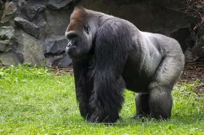 День рождения гориллы Мавинго