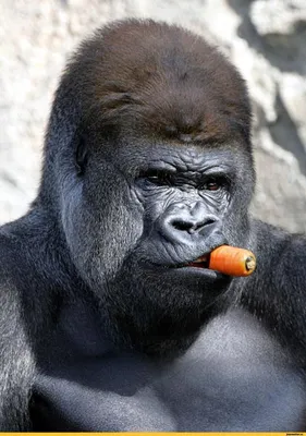 Горные гориллы постарались не спариваться с родственниками. Обезьяны  избегали спариваний с сородичами, с которыми вместе росли
