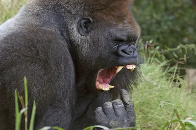 Улыбающаяся Горилла — стоковые фотографии и другие картинки Горилла -  Горилла, Улыбаться, Западная равнинная горилла - iStock