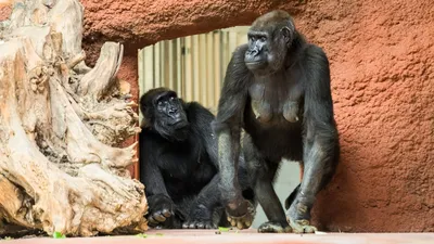 Новорожденный детеныш гориллы в Московском зоопарке - РИА Новости,  11.02.2013