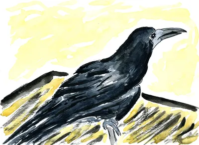 Грач птица: описание, отличие от вороны, чем питается, сколько живет