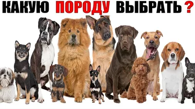 Сколько пород собак официально существует в мире? – зоомагазин Бетховен
