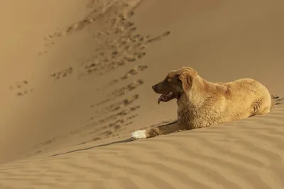 Кинолог назвал скрытые признаки боли у собак | Ветеринария и жизнь