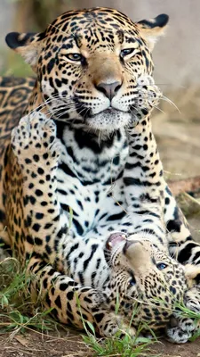 Ягуара, набросившегося на работницу зоопарка в Таганроге, застрелили