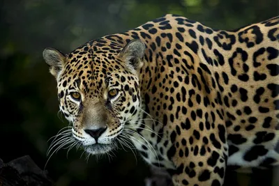 Потенциально опасные»: 6 животных, с которыми ягуар может не справиться |  Заметки о животных | Дзен