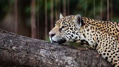 В зоопарке Пензы состоится показательное кормление ягуара — Общество —  Пенза СМИ