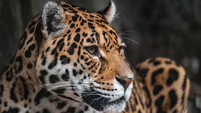 портрет ягуара стоковое изображение. изображение насчитывающей черный -  9581385