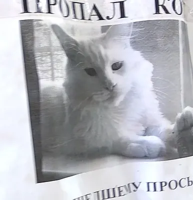 Новая оптическая иллюзия с котом взорвала интернет | Gamebomb.ru