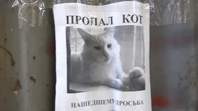 Новая оптическая иллюзия с котом взорвала интернет | Gamebomb.ru