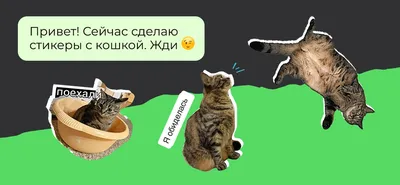 В WhatsApp добавят смайлики сомнительного содержания - РИА Новости,  09.08.2021
