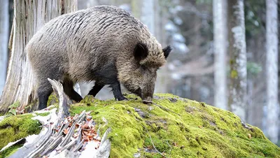 Кабан или вепрь (лат. Sus scrofa)