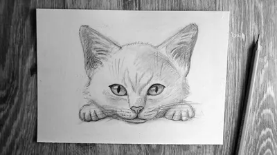 Как нарисовать кошку ПОЭТАПНО КАРАНДАШОМ! | Канал острый карандаш | Дзен