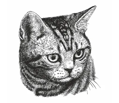 Легкие рисунки для срисовки кошки - 28 фото