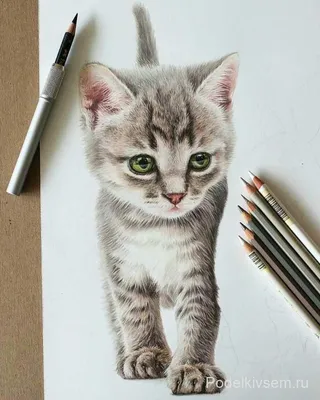 Как нарисовать кошку (кота, котенка) ? | Подробная пошаговая инструкция,  как нарисовать котика для начинающих (карандашом, красками, ручкой) по  этапам