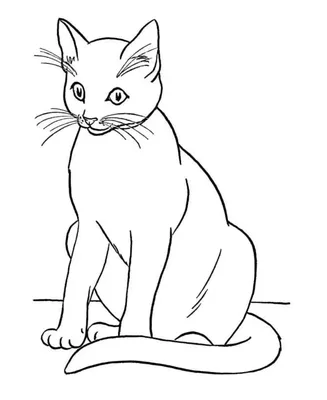 Кошка Лура , рисунок карандашом | Рисунок карандашом, Рисунок, Кошки
