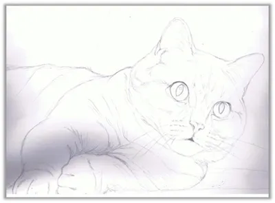 Как нарисовать кошку карандашом поэтапно | Кошки, Карандаш, Раскраски