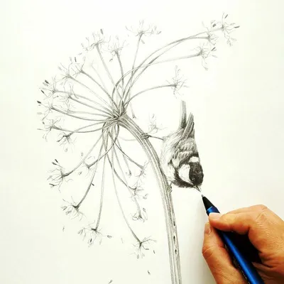 Рисунки карандашом... Рису́нок —... - Art Studio Picasso | Facebook