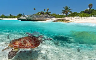 Животные островов карибского моря - 73 фото