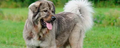 Картинки кавказских собак фотографии