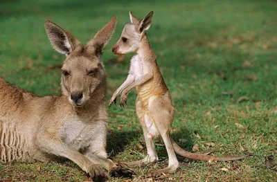 Люди боятся выходить, многих избили: В Австралии стая кенгуру захватила  целый город - KP.RU