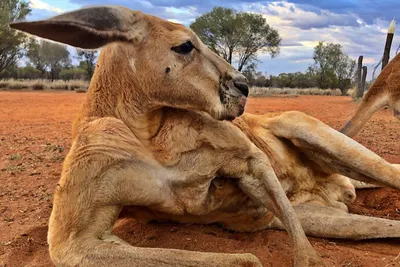 Как рождаются кенгуру — самые удивительные животные Австралии - Hi-News.ru