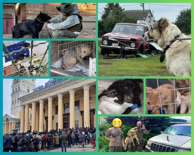 Жадан показал фото \"печальных, но гордых\" харьковских котиков | Українські  Новини