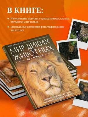 Фигурка SBABAM НОЧНЫЕ ХИЩНИКИ SBABAM 43816723 купить в интернет-магазине  Wildberries