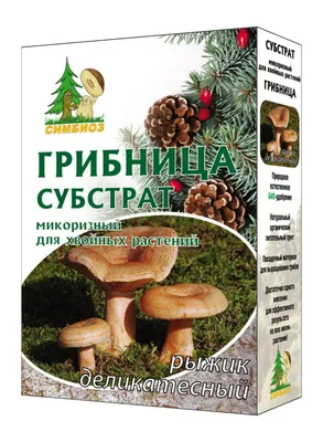 Топ 5 хвойных растений для живой изгороди — Александра Железных на  TenChat.ru