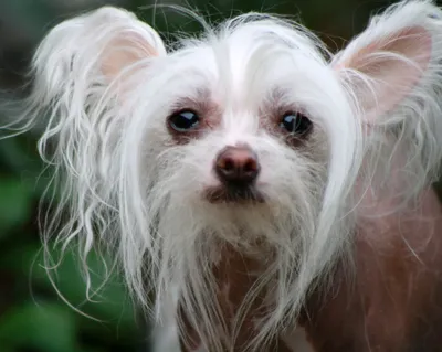 Потрясающие студийные фотографии китайской хохлатой собаки, передающие  элегантность и грацию этой уникальной породы | Премиум Фото