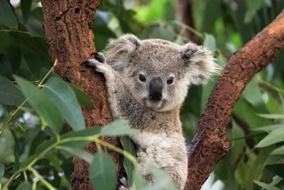 1,054 коалы стоковые фото – бесплатные и стоковые фото RF от Dreamstime