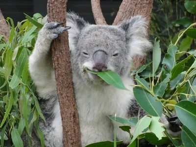 Коала — интересные факты о коале — мокрая коала ФОТО — новости Украины / NV