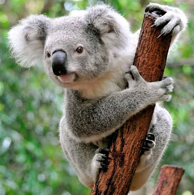 Австралийские коалы оказались под угрозой исчезновения - Российская газета