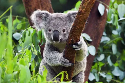 Почему коалу не содержат в качестве домашнего питомца? | ПОЛУЧАЕТСЯ… | Дзен