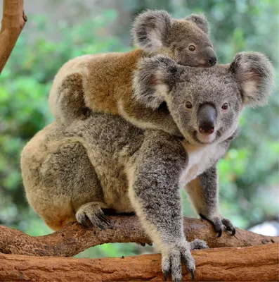 Коал в Австралии объявили вымирающим видом – K-News