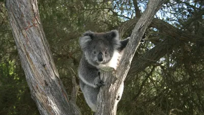 Картина с изображением коалы, …» — создано в Шедевруме