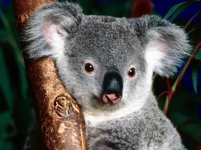 Кто такие коалы? | Научные знания | Дзен