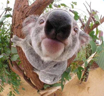 На собачьих лапках разглядели маленьких коал: невероятно милые фотографии -  Последние новости - 24 Канал