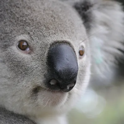 Австралийские ученые прививают коал от хламидиоза | Ветеринария и жизнь