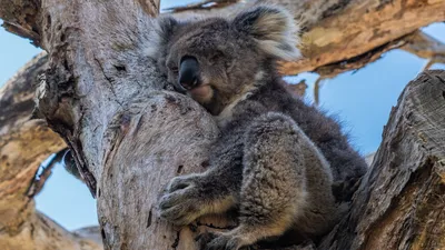 спящие коалы PNG , коала, спать, животное PNG картинки и пнг PSD рисунок  для бесплатной загрузки