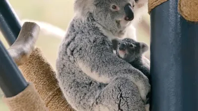 Сумчатый мишка - коала » uCrazy.ru - Источник Хорошего Настроения