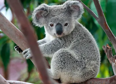 Когда в мире исчезнут все коалы, рассказали австралийские ученые - KP.RU