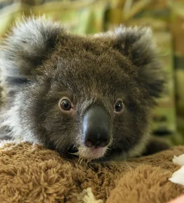 Малыш коала на спине мамы коалы, …» — создано в Шедевруме