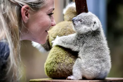 Австралийских коал признали исчезающим видом ⋆ НИА \"Экология\" ⋆